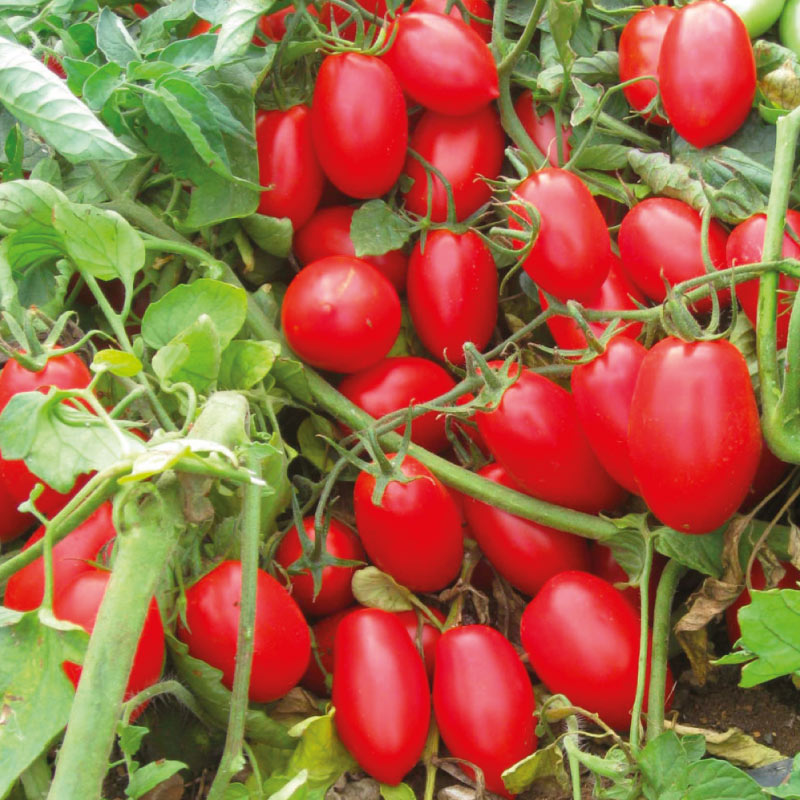 pomodoro-cesarino