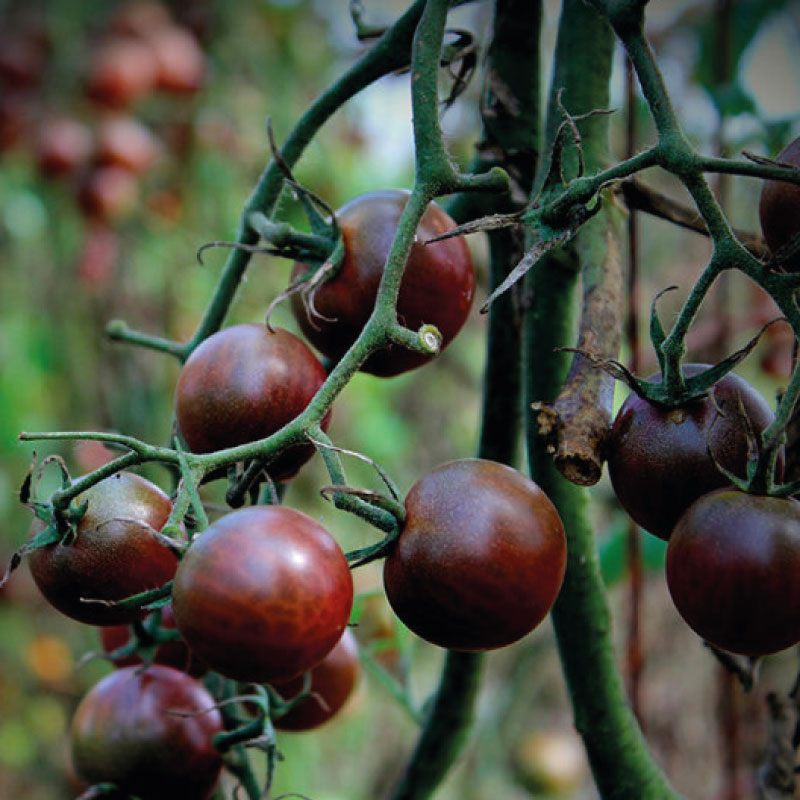 pomodoro-black-cerry-la-margherita