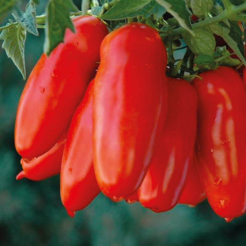 pomodoro-oskar-vivaio-la-margherita